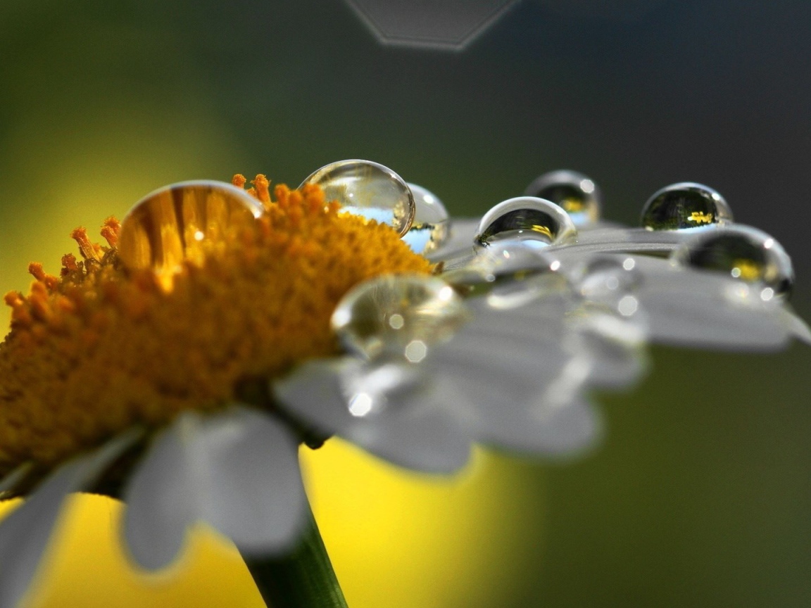 Роса на ромашке