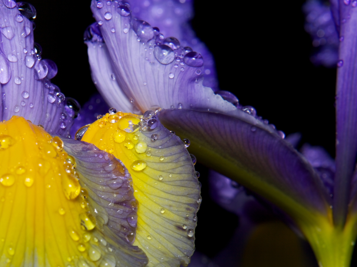 Роса на лепестках ириса