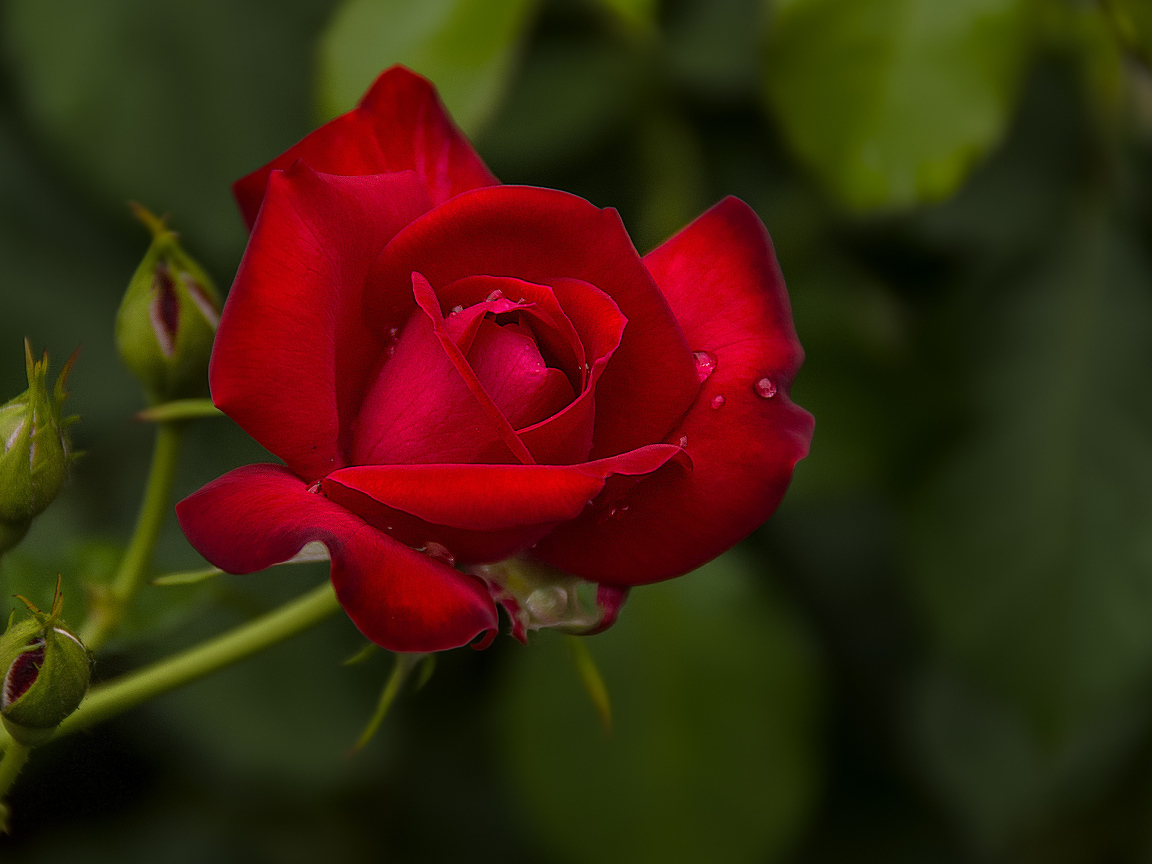 Капли воды на розе