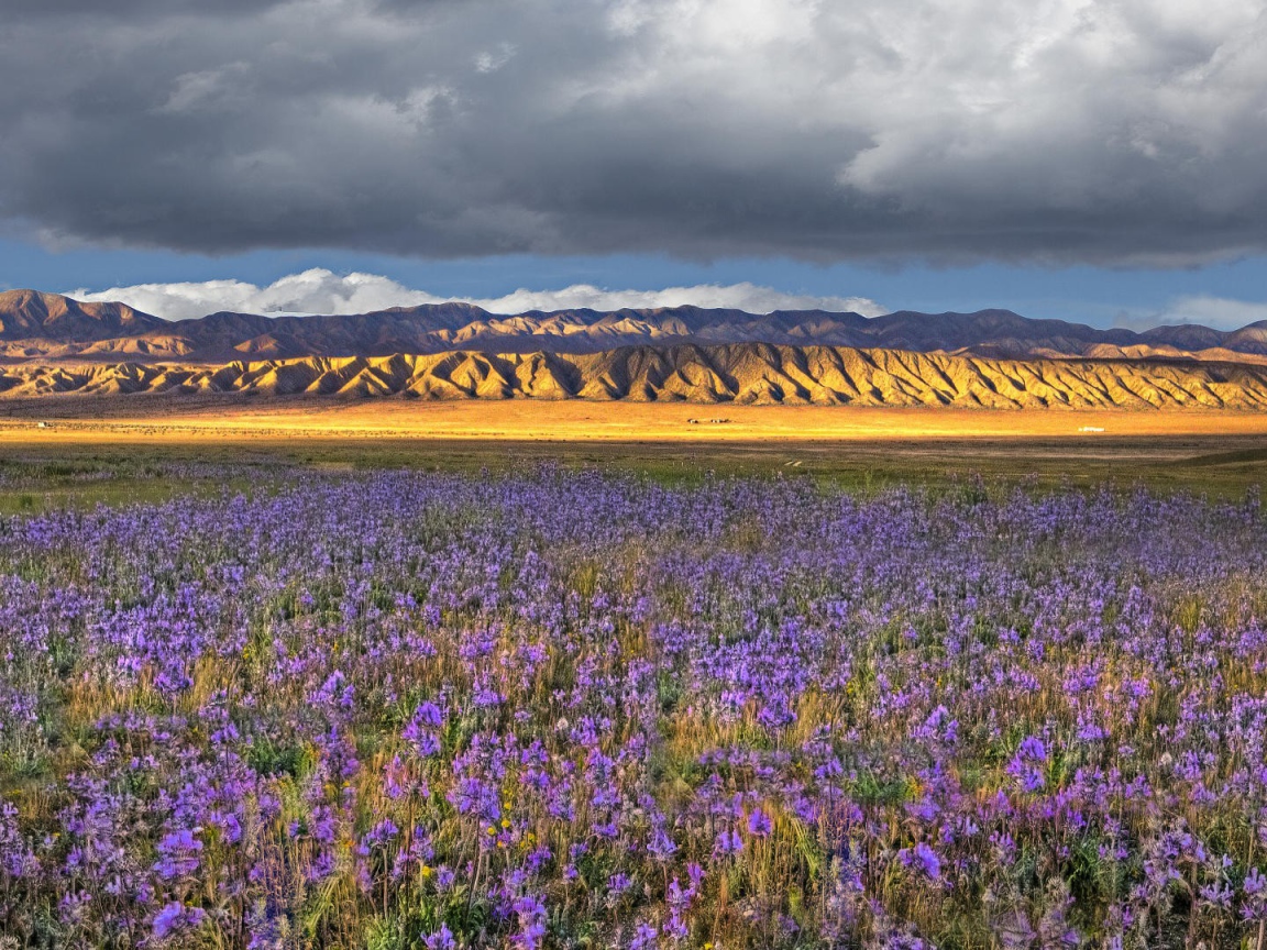 Поле синих цветов в Калифорнии