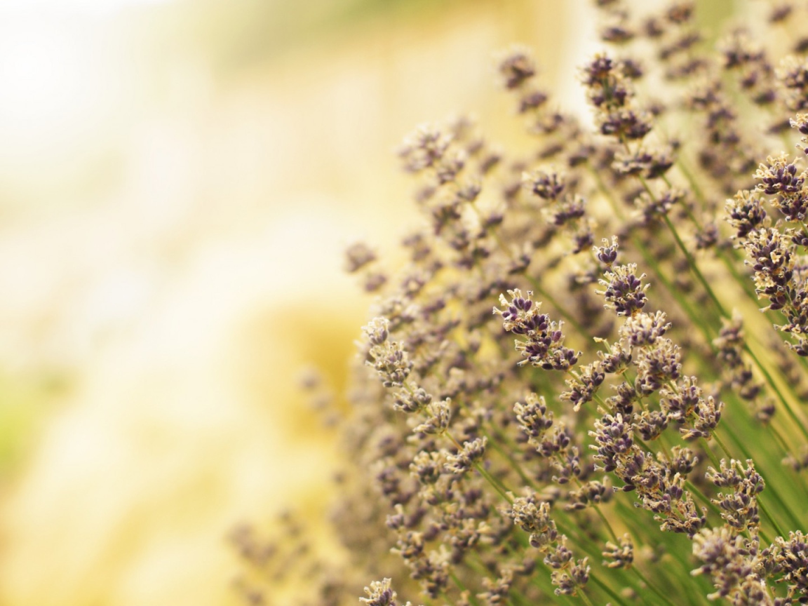 Полевая кашица