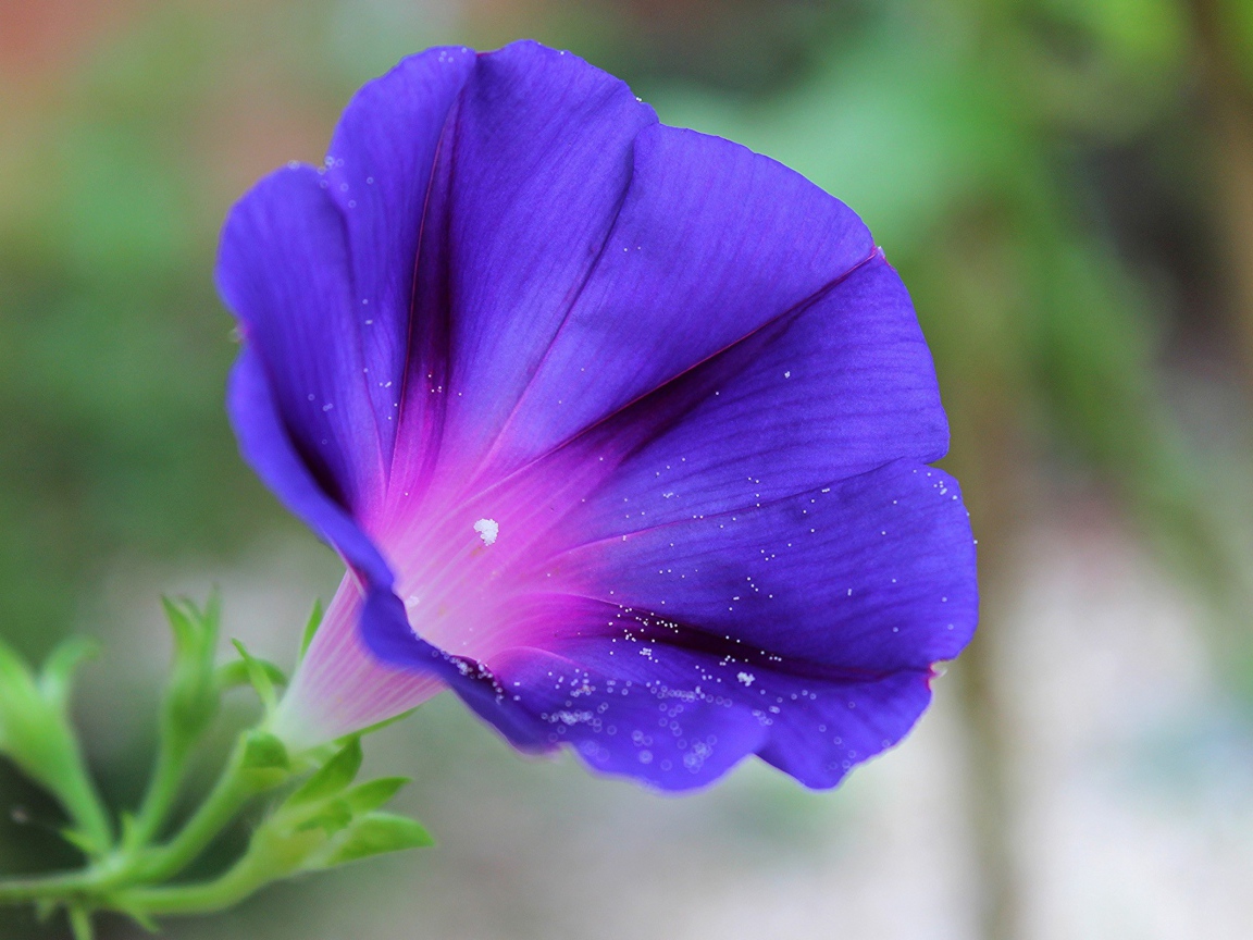 Цветок синий колокольчик