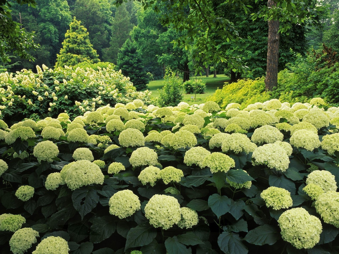 Цветочный куст в парке