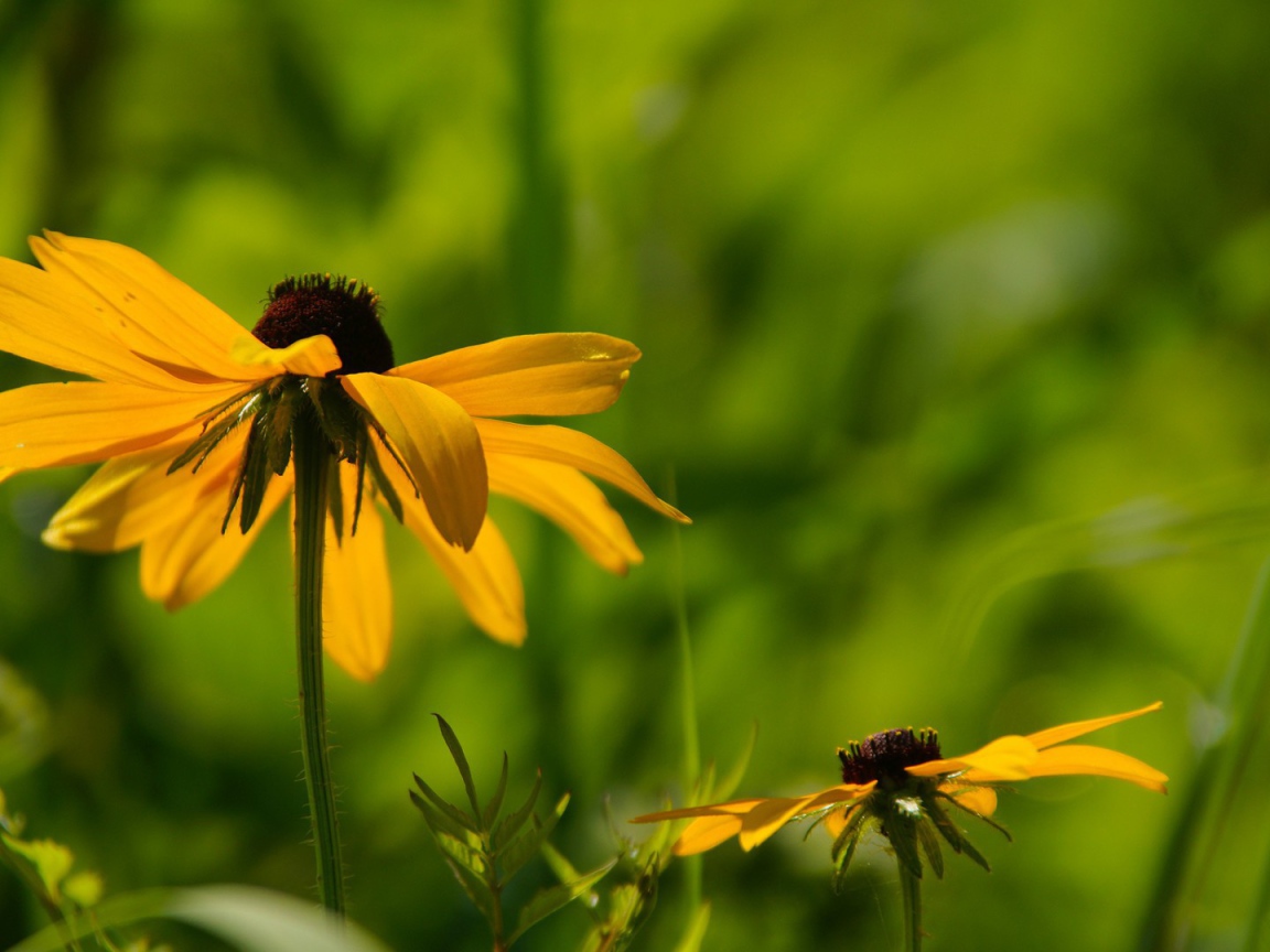 Цветок в траве