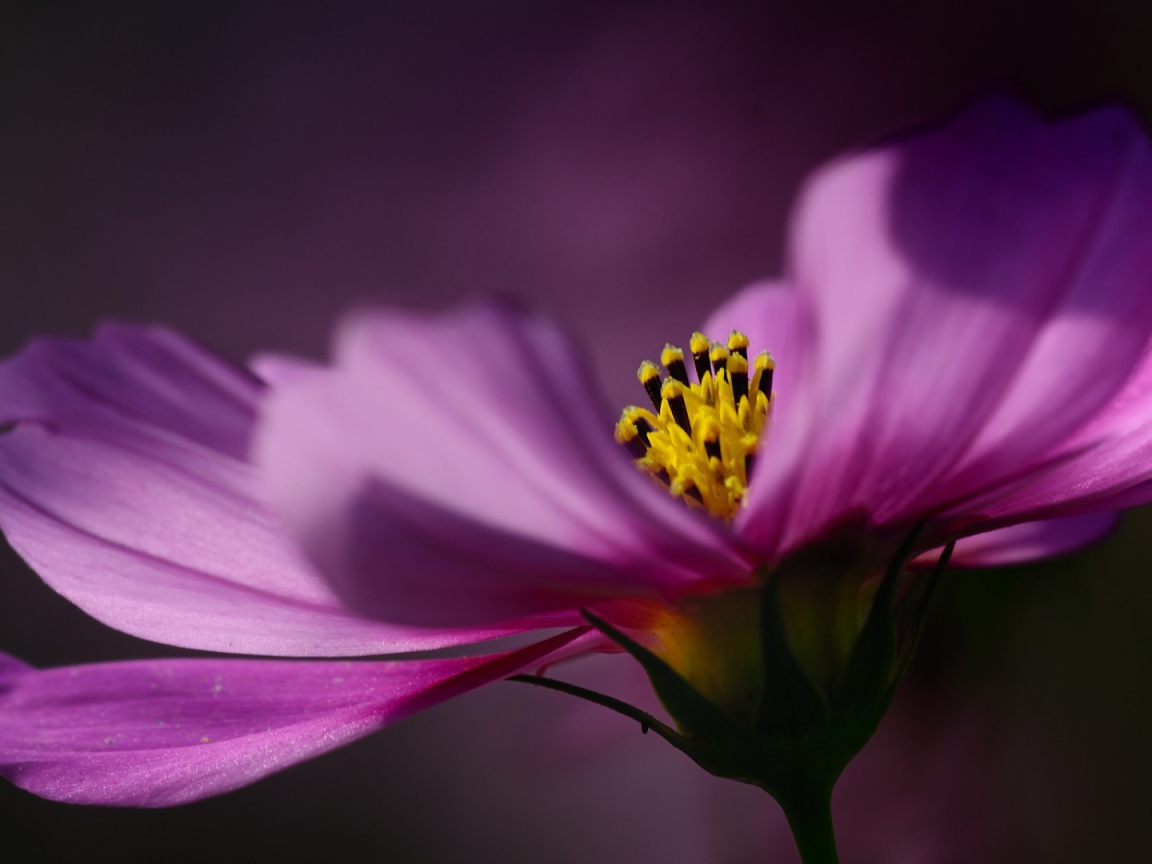 Цветок на тёмном фоне