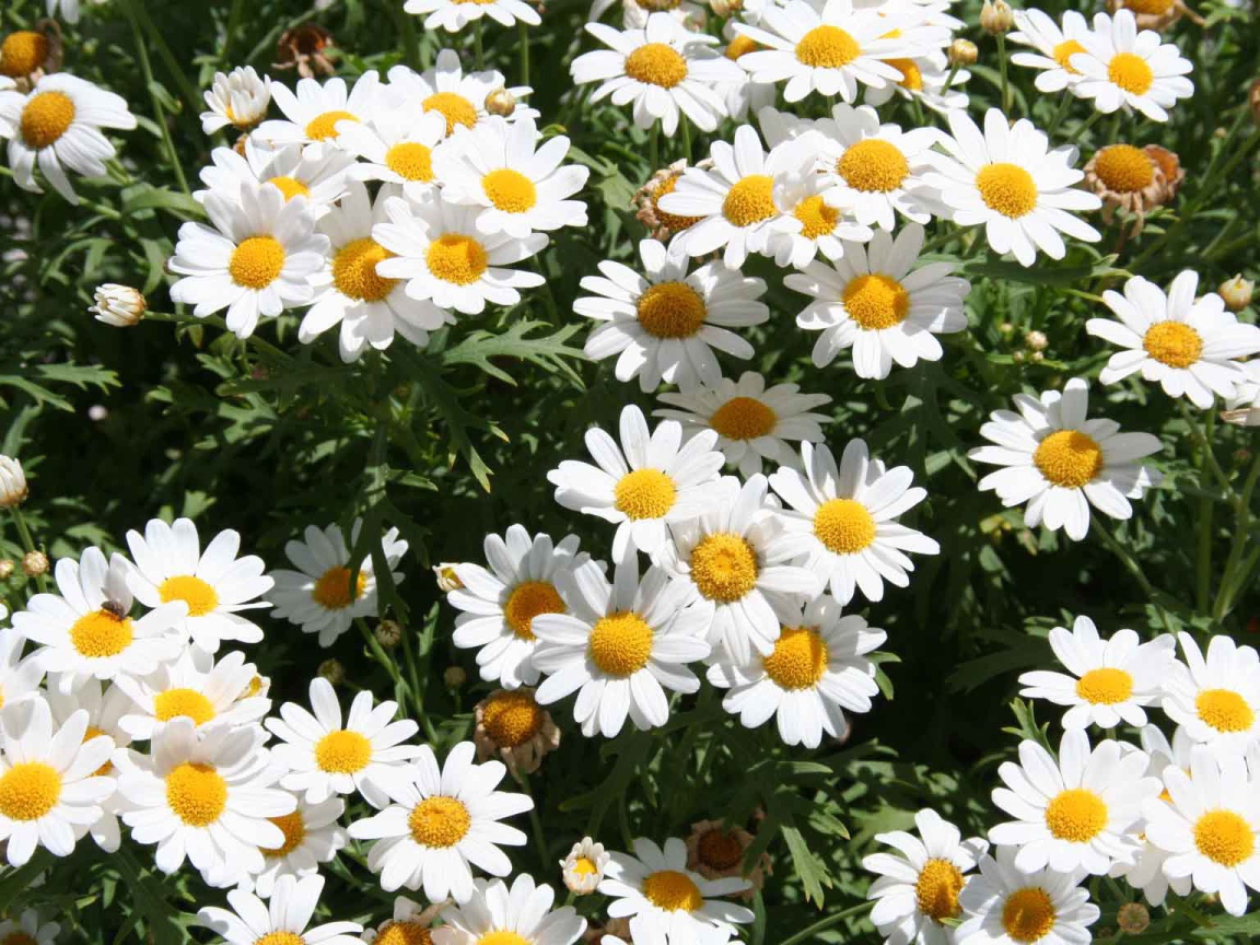 Цветы маргаритки на поляне весной