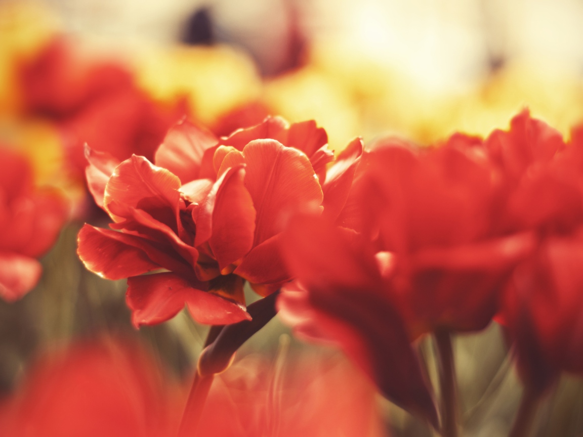 Цветы вблизи