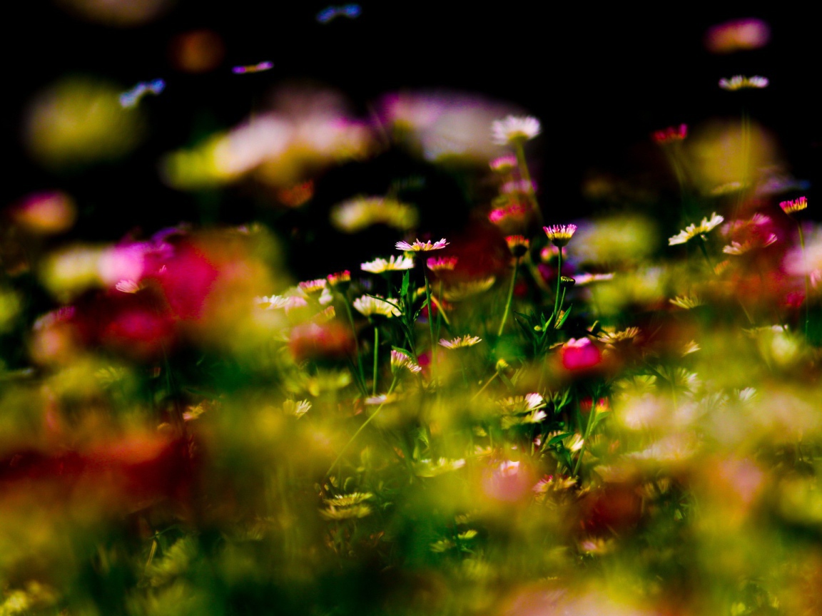 Цветы на фоне бликов