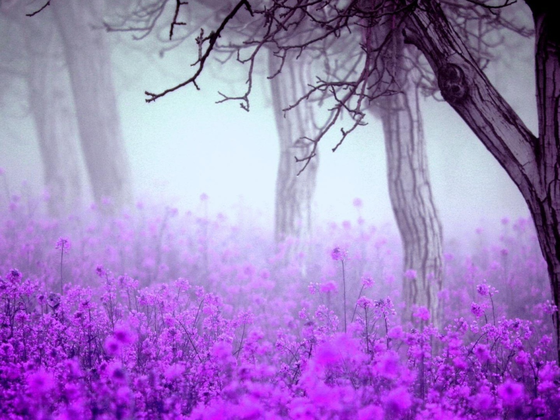 Лесные цветы