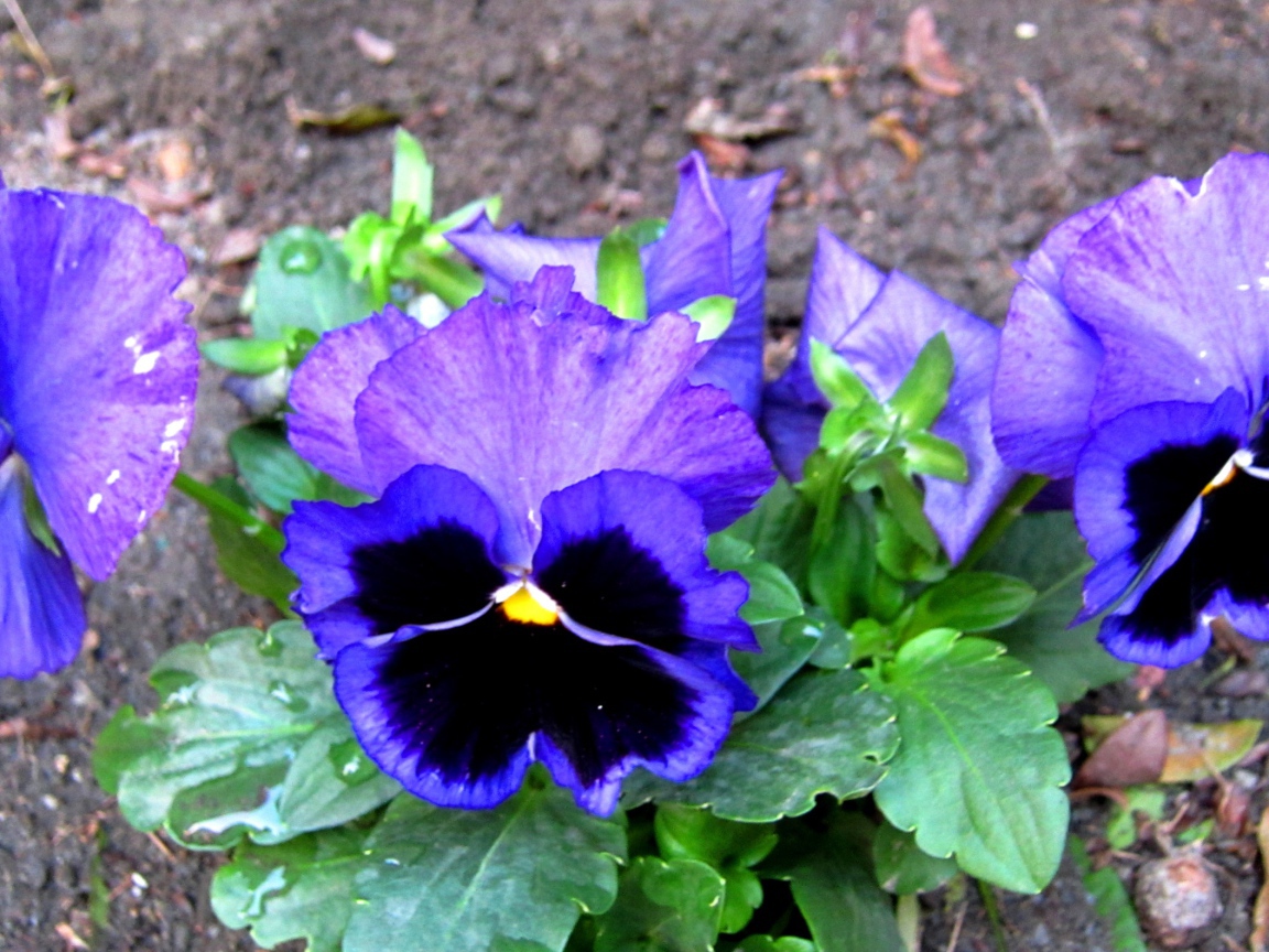 Живые цветы анютины глазки зацвели за домом