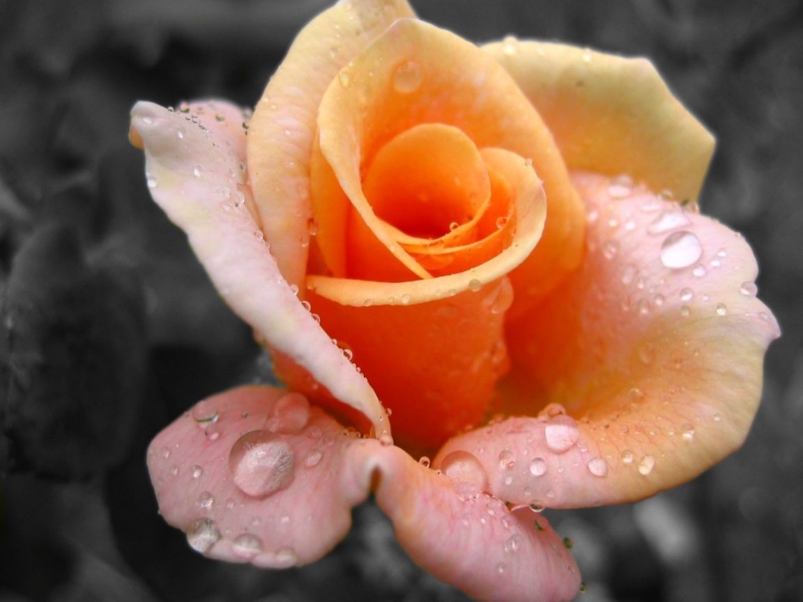 Свежая желтая роза