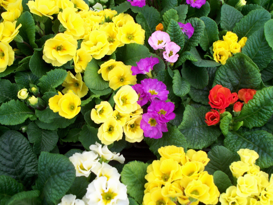Садовые цветы примула на дачном участке