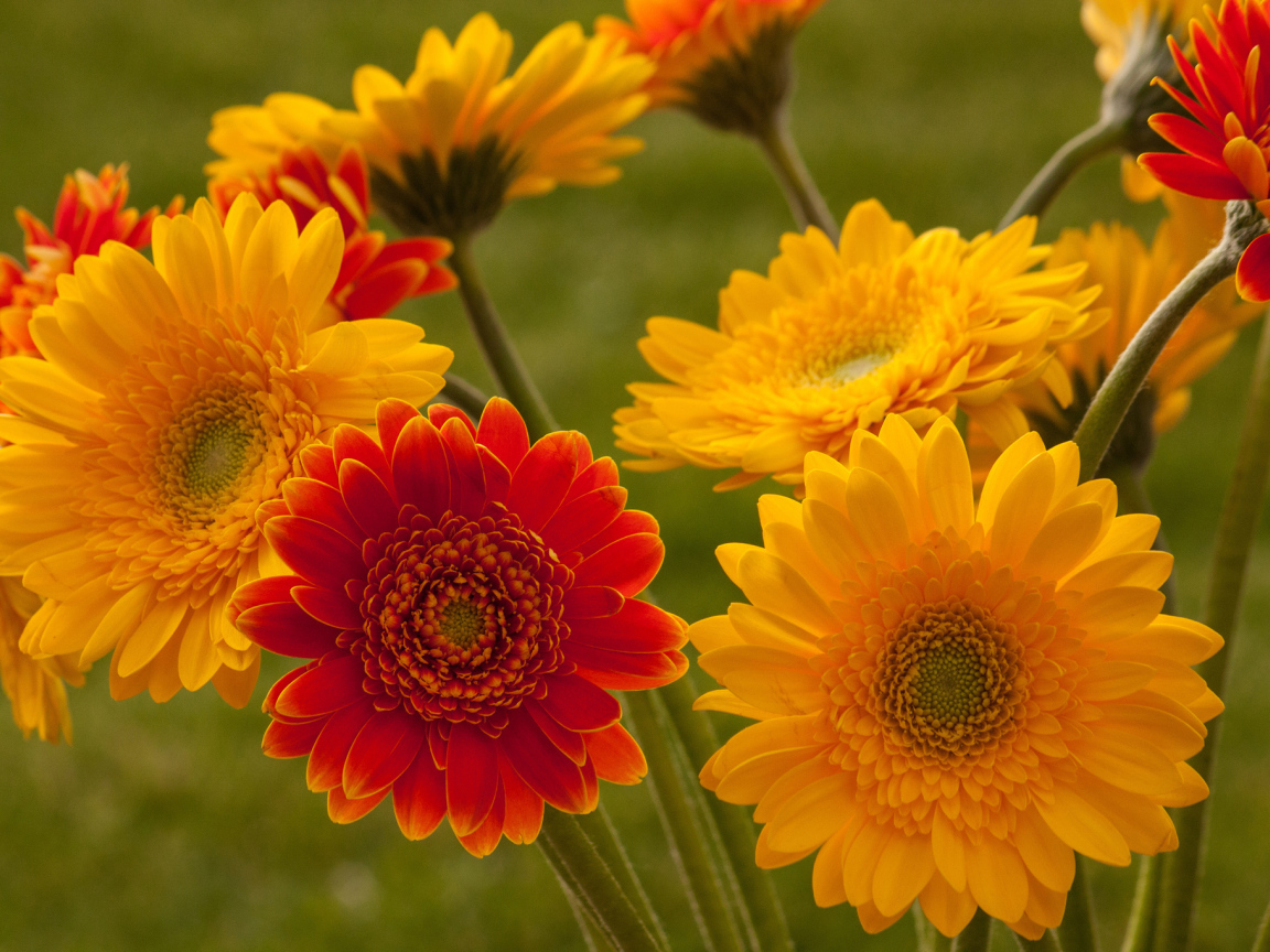 Садовые цветы гербера на дачном участке