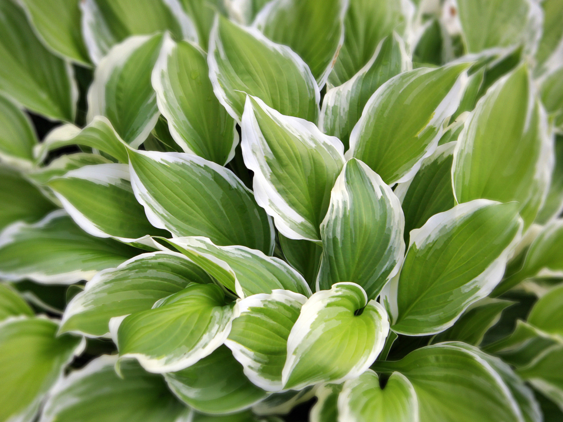 Садовое растение хоста на дачном участке