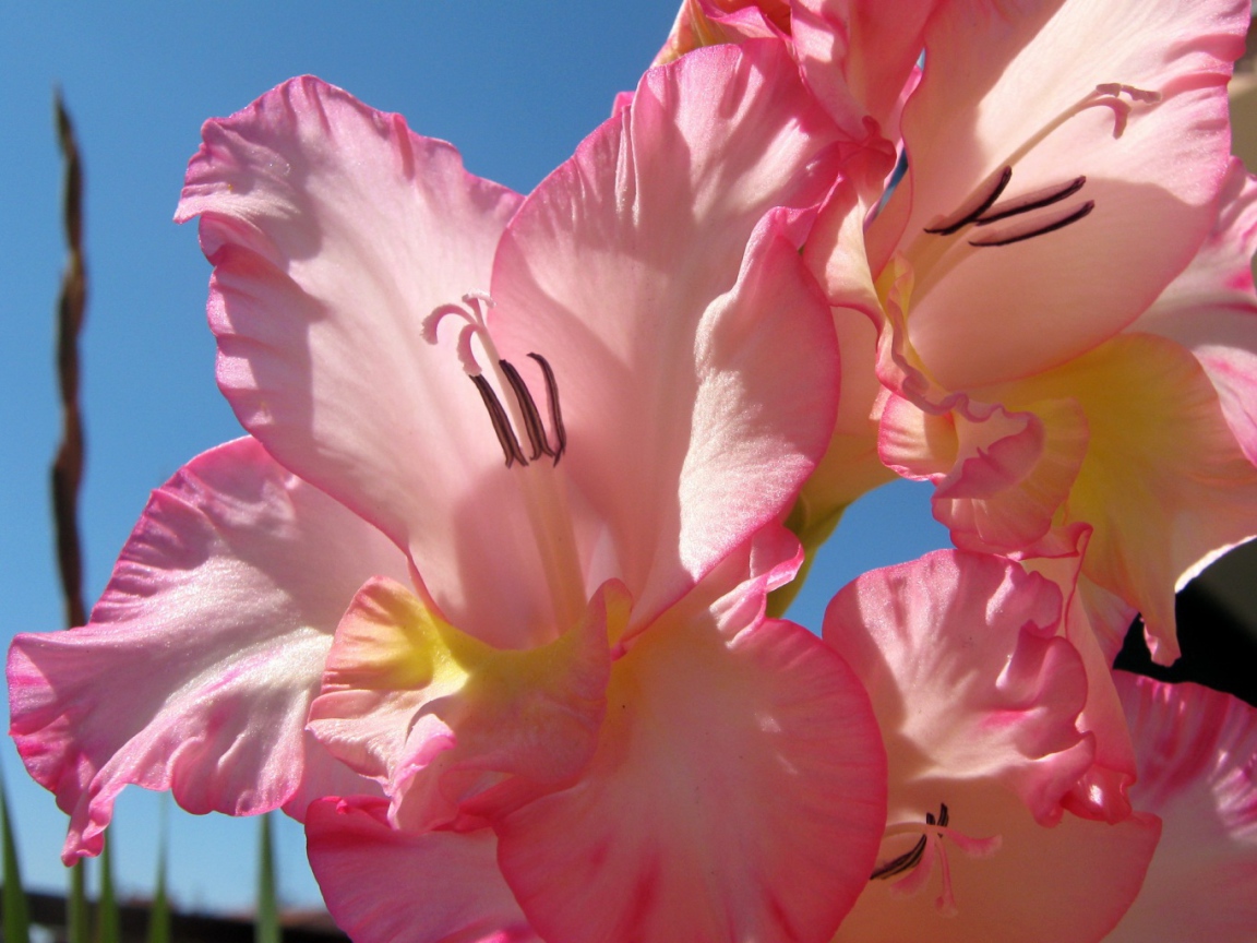 Нежно розовые цветы гладиолуса