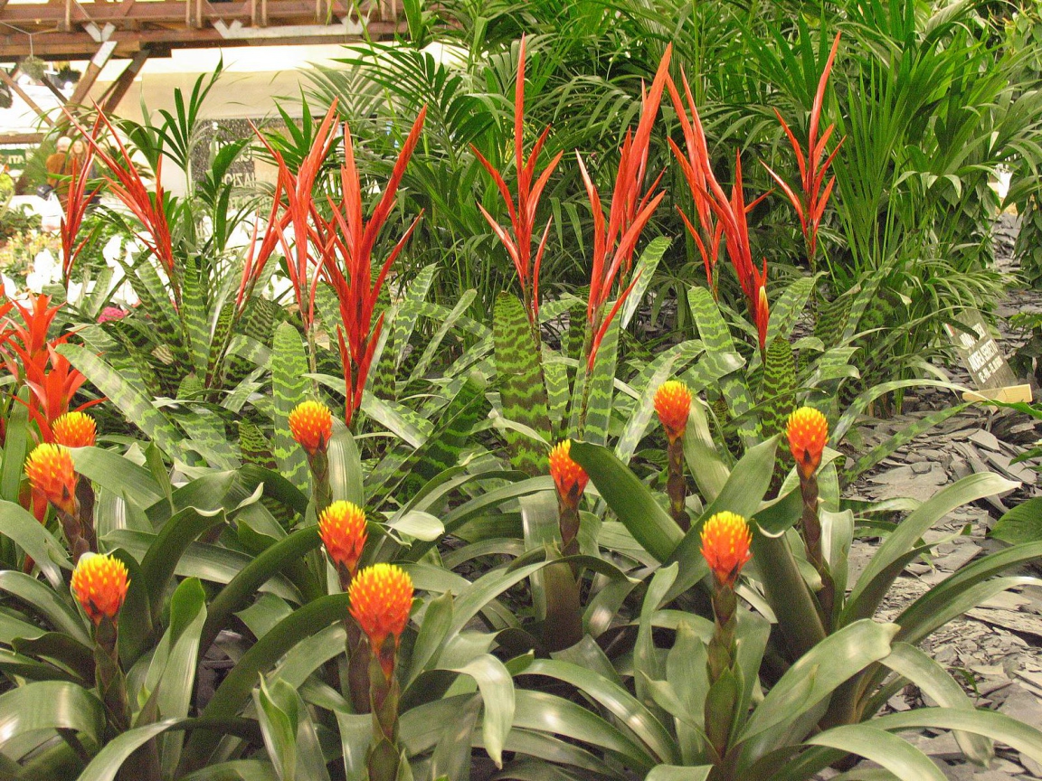 Имбирь (роскоя) на дачном участке