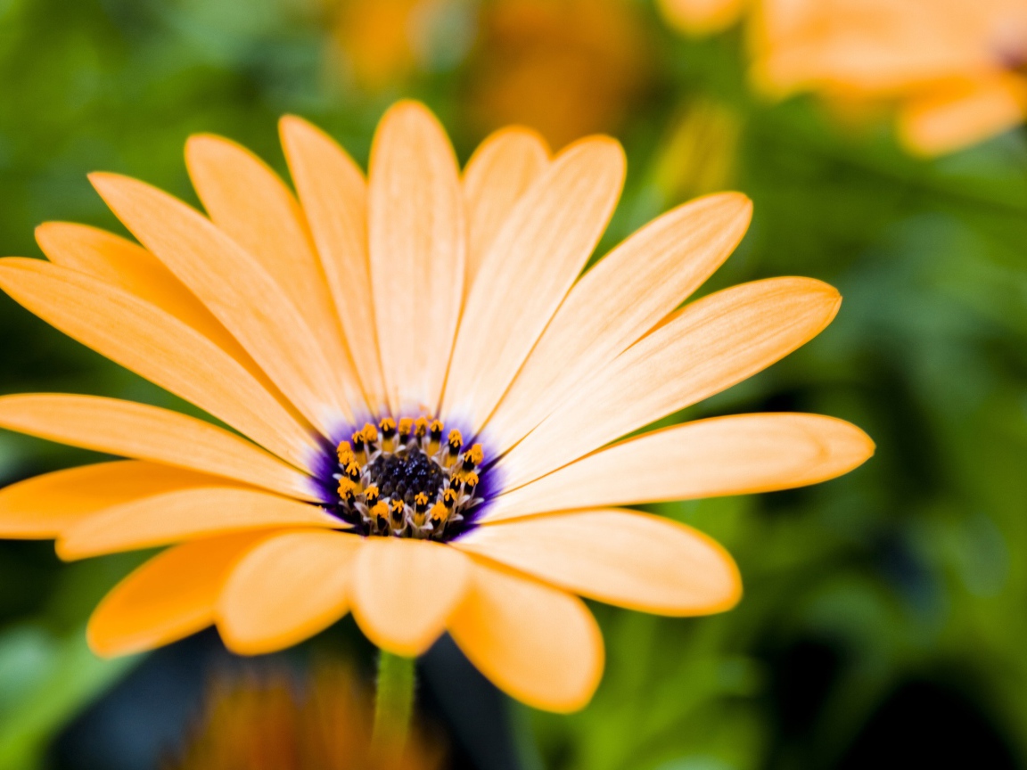 Растущие цветы