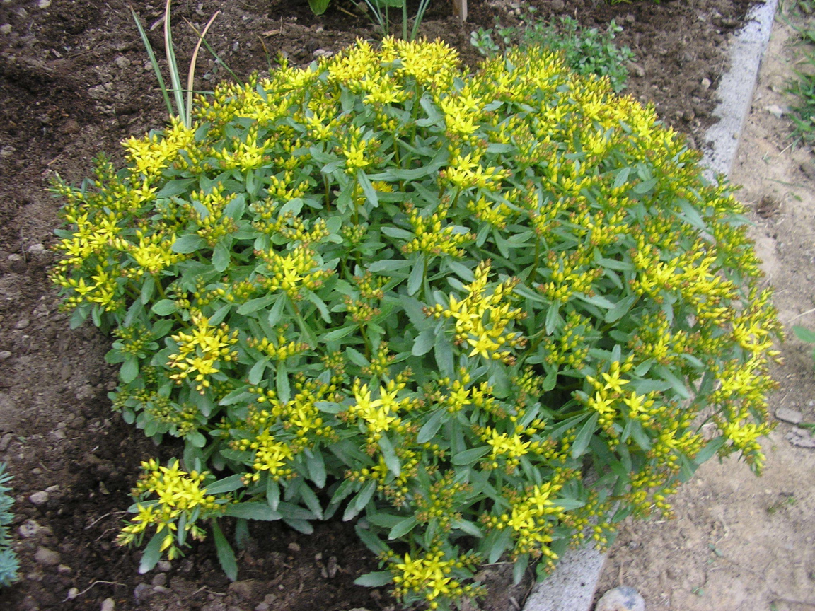 Выращивание седум в саду