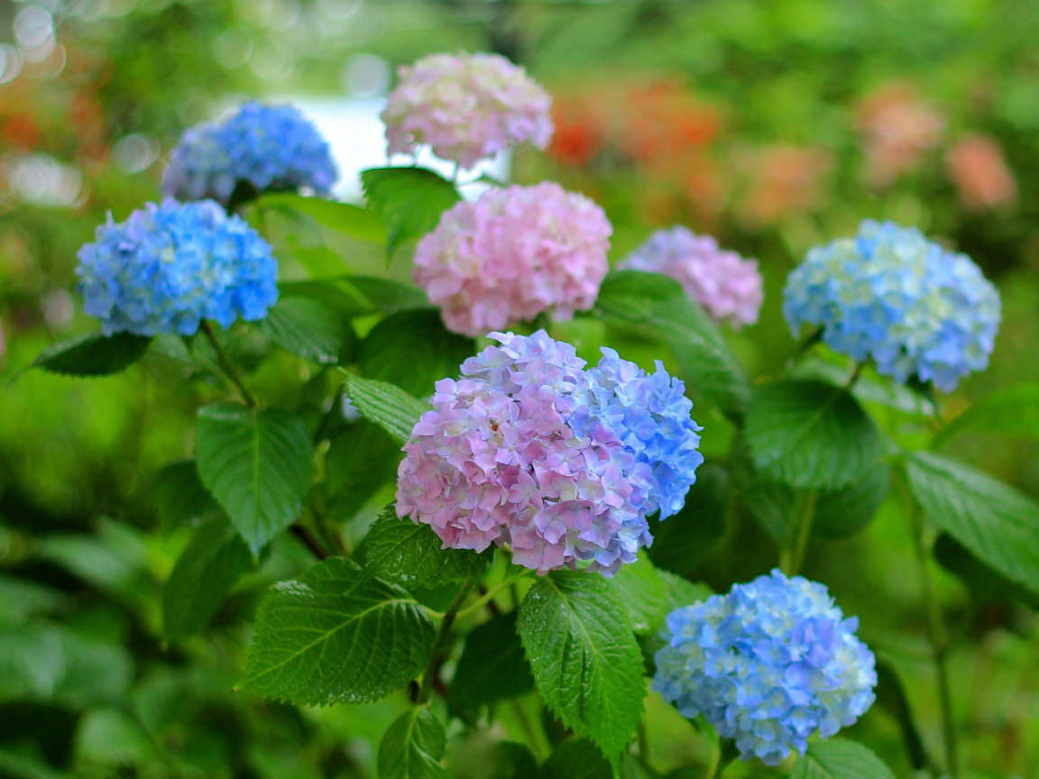 Садовые цветы гортензия на дачном участке