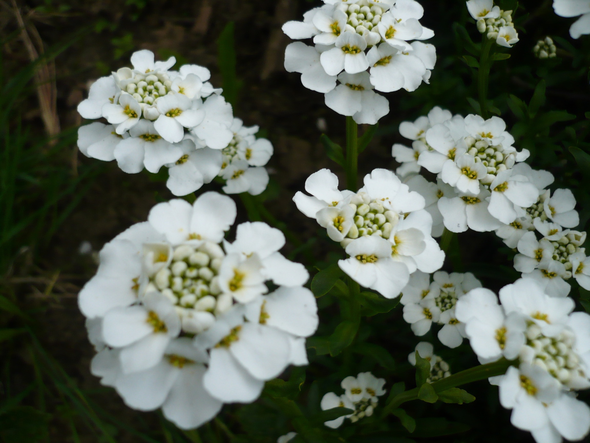 Красивые цветы иберис в саду