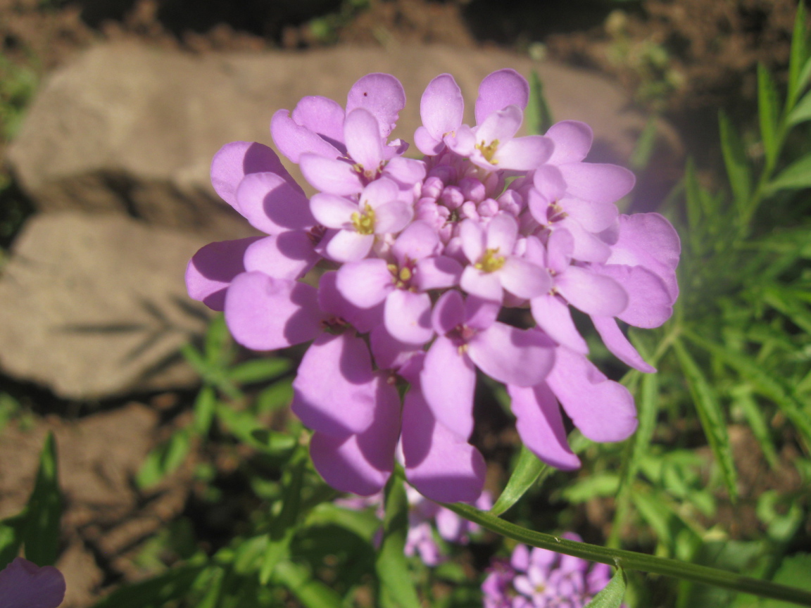 Выращивание цветов иберис в саду