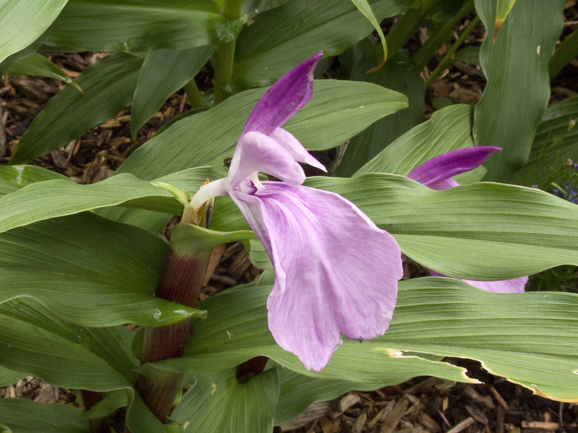На поляне красивый цветок роскоя