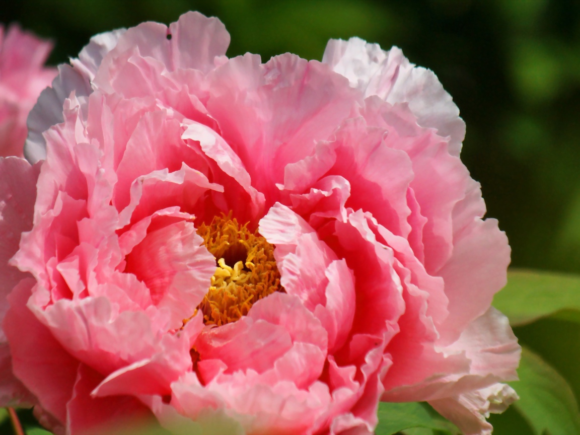 На поляне красивый цветок пион