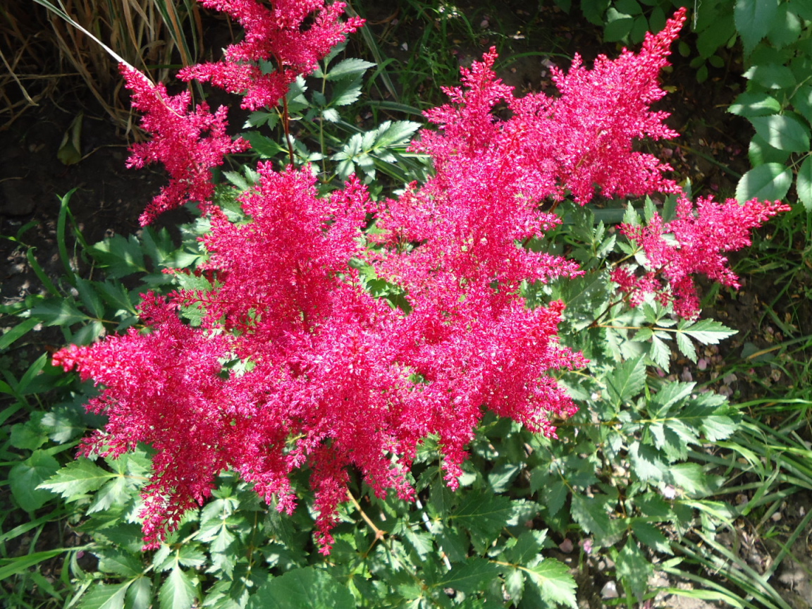 На поляне красивые цветы астильба