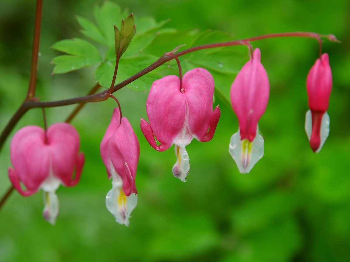 На поляне красивые цветы дицентра