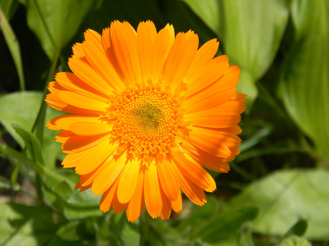 На поляне красивые цветы календула