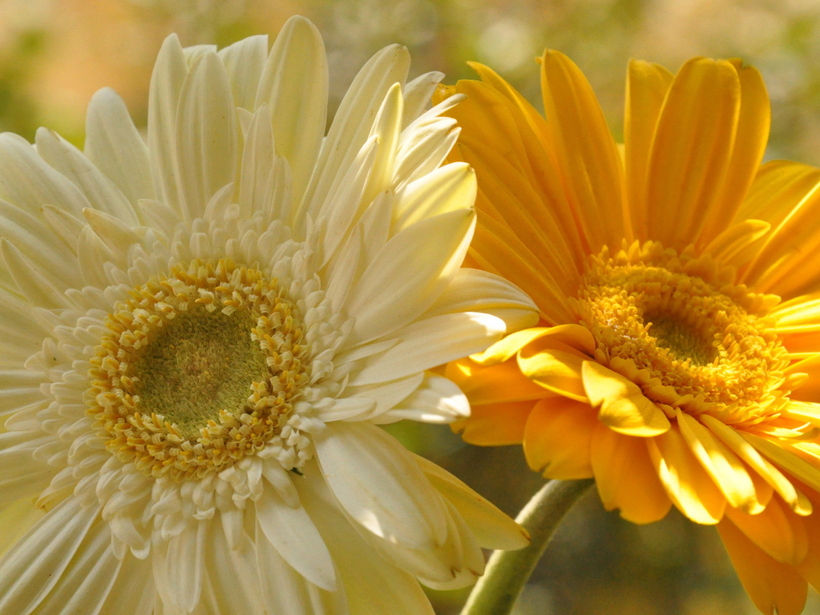 На поляне красивые цветы гербера