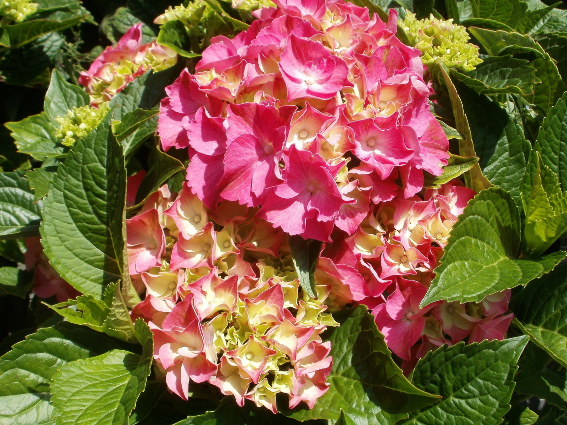 На поляне красивые цветы гортензия