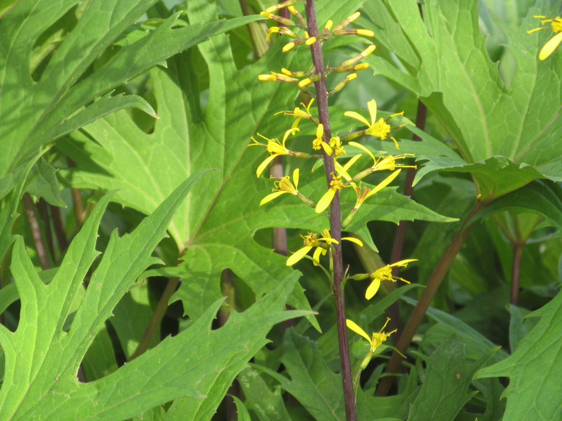 На поляне красивое растение бузульник