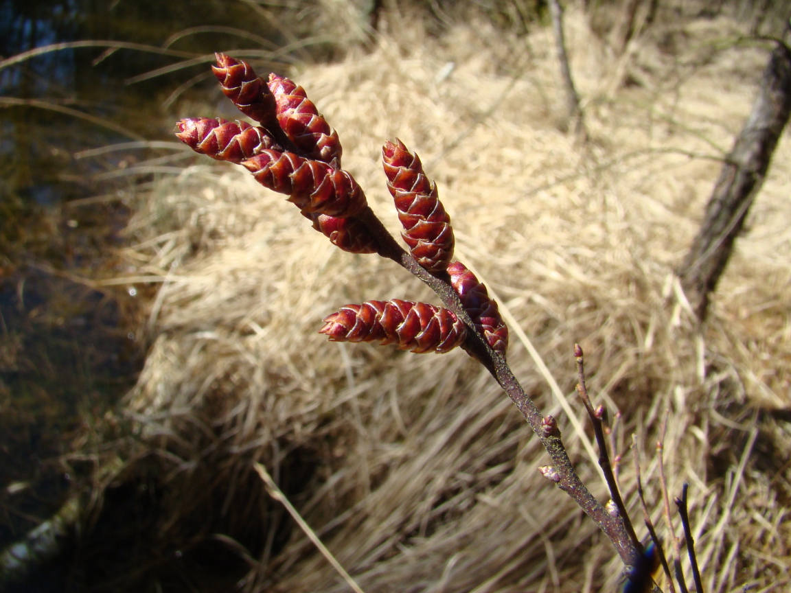 На поляне растение восковник