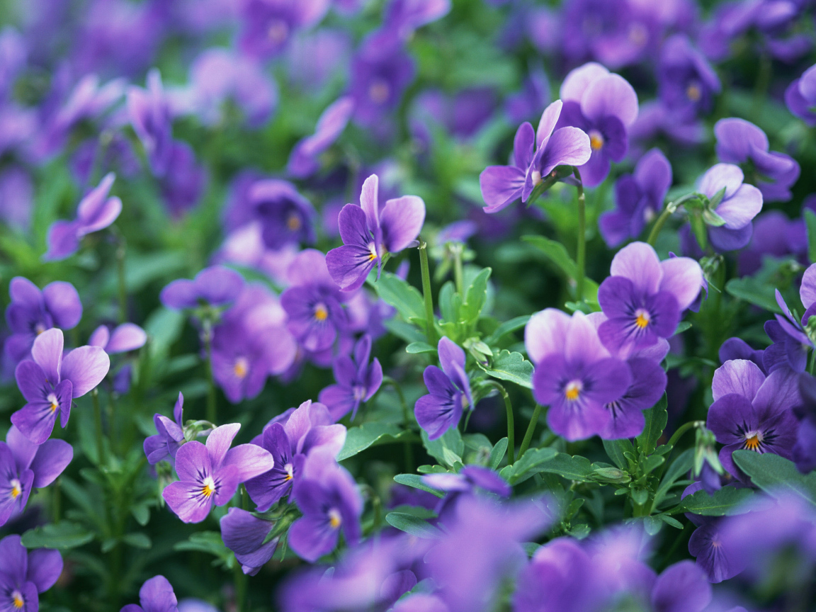 В лесу расцвели цветы анютины глазки