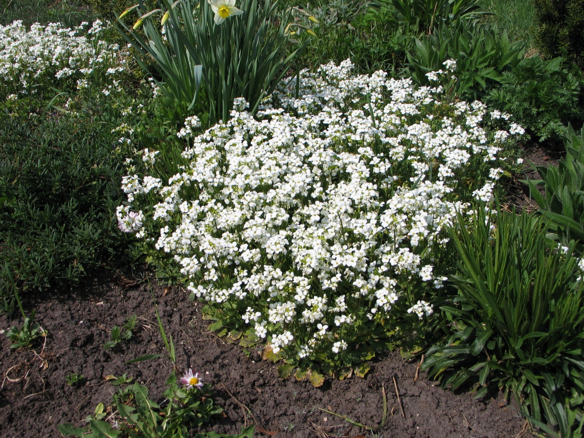 В саду растение резуха