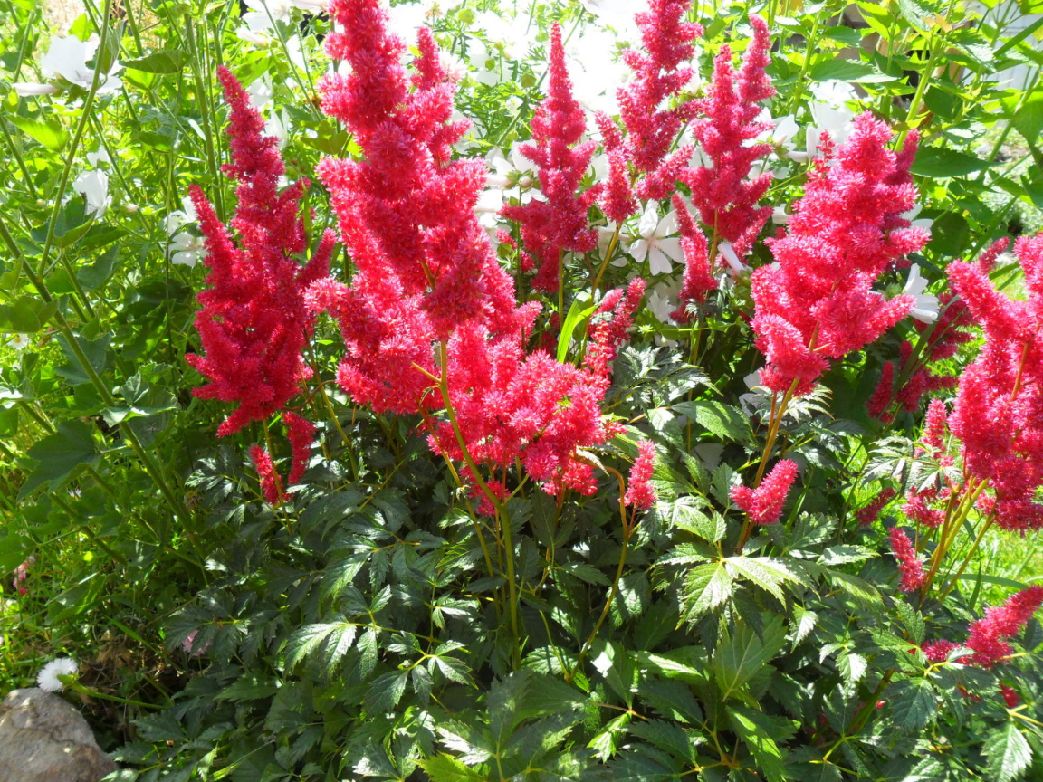 В саду красивые цветы астильба