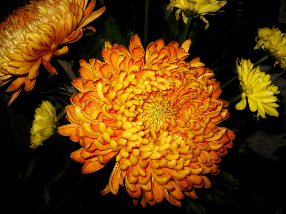 В саду красивые цветы хризантема