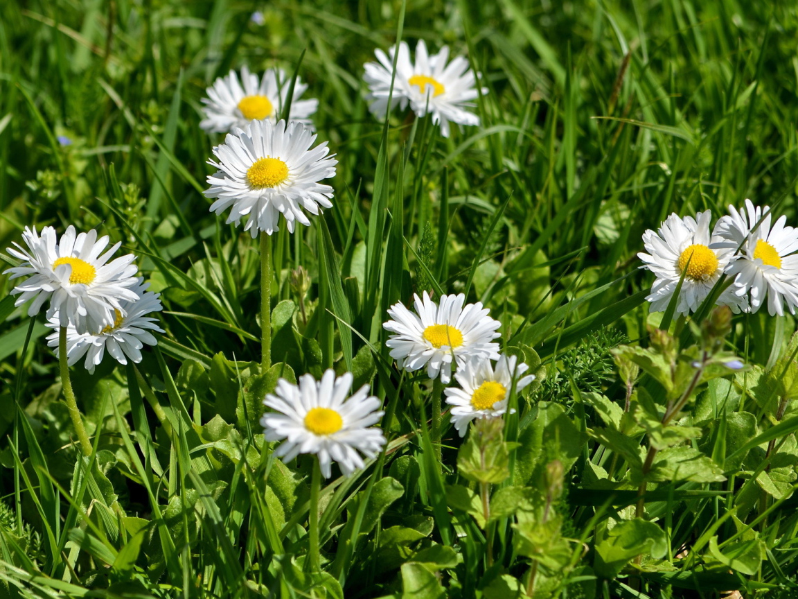 В саду красивые цветы маргаритки