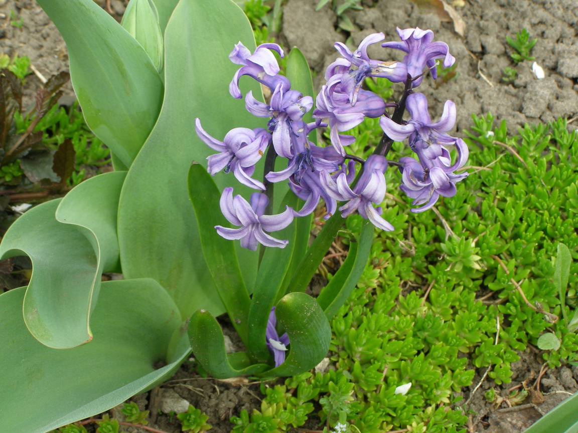 В саду красивые цветы гиацинты