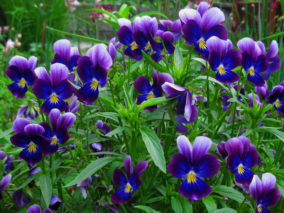 В лесу весенние цветы анютины глазки