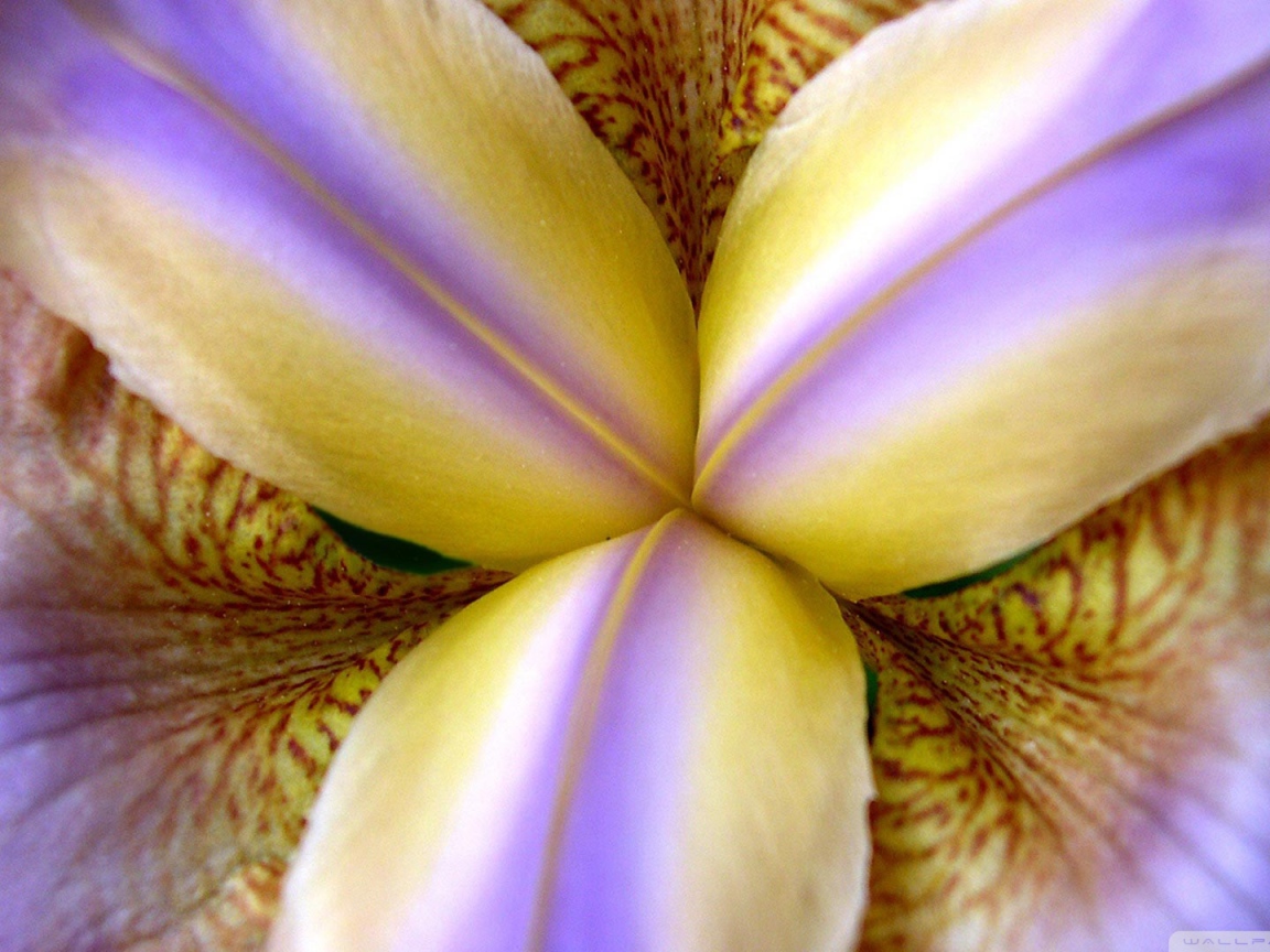 Внутри бутона ириса