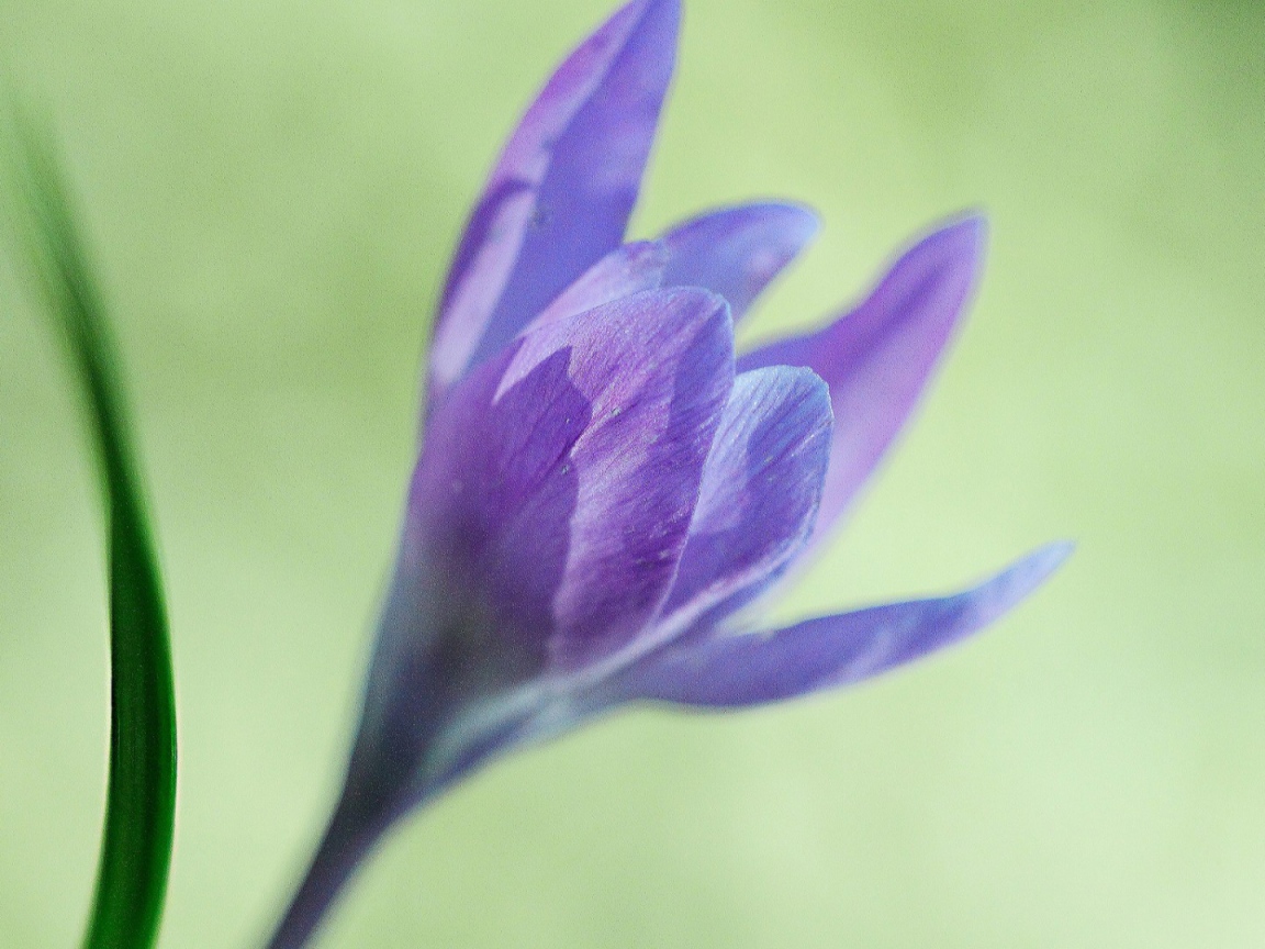 Интересный цветок