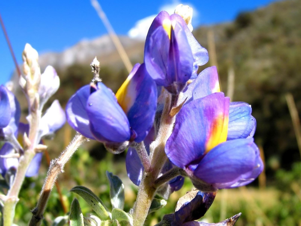 Ирисы на фоне скалы