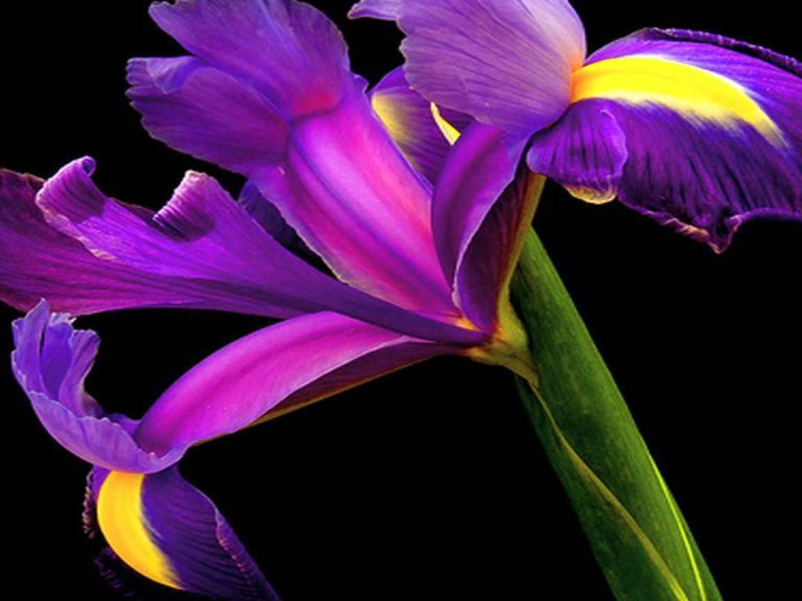 Ирис на черном фоне