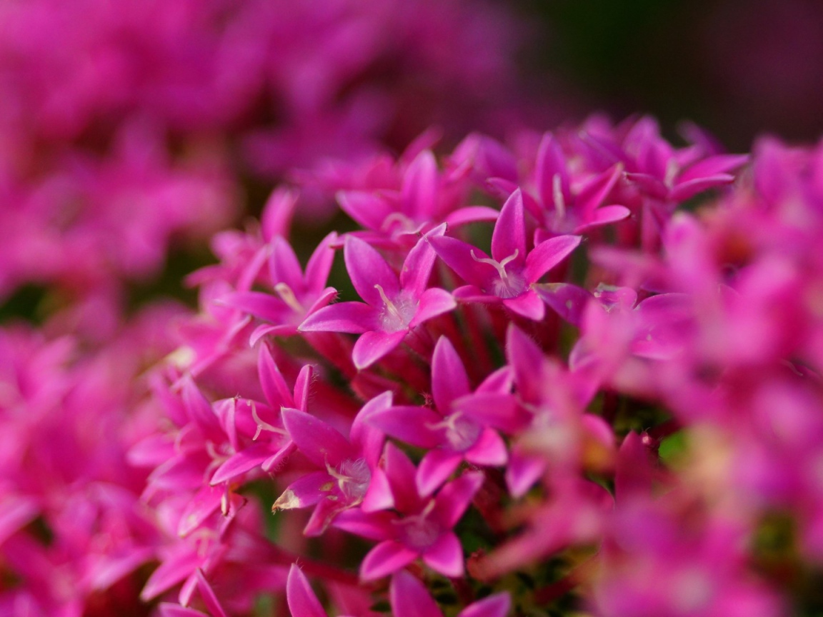 Цветы сирени