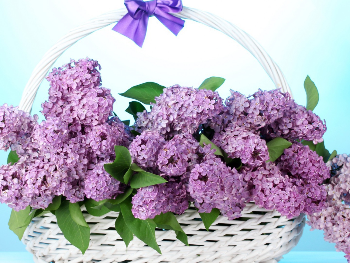 Сирень в корзине