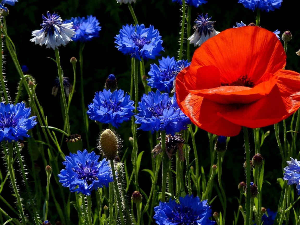 Мак с васильками на поляне