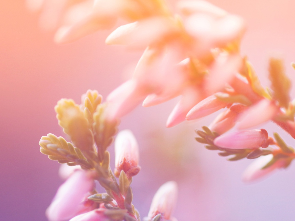 Утренние цветы