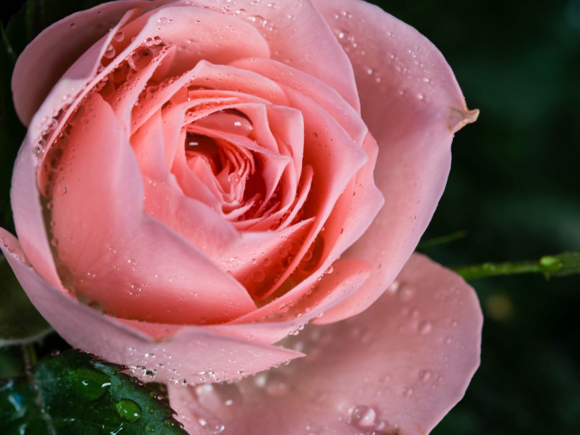 Cамая нежная роза